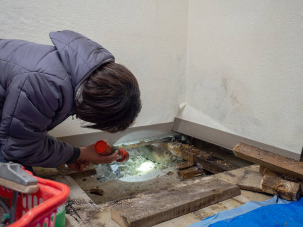 Best Emergency Mold Remediation  in Summersville, WV