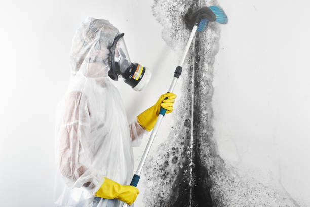 Best Environmental Consulting for Mold Prevention  in Summersville, WV