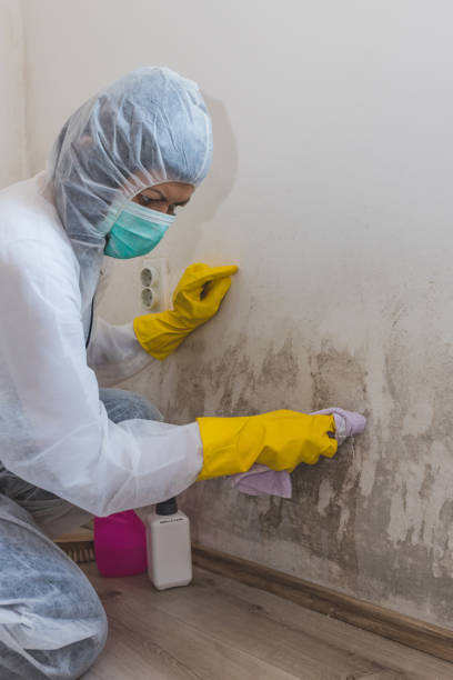 Best Asbestos and Lead Testing During Mold Inspection  in Summersville, WV
