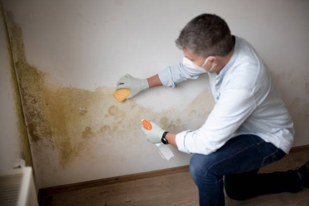 Best Post-Remediation Verification Testing  in Summersville, WV