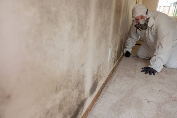 Best Commercial Mold Inspection  in Summersville, WV